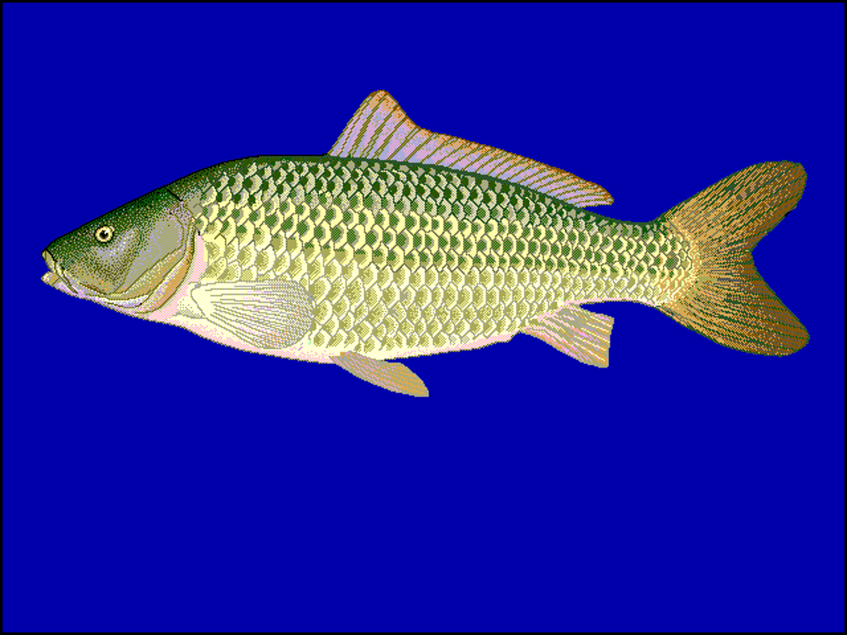 Zástupce rodu – kapr obecný