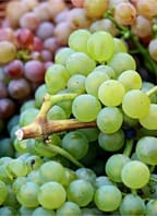 Malé vinobraní ve Valtickém Podzemí