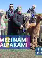 Mezi námi alpakami