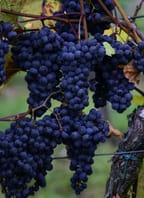 XXVII. Karlštejnské vinobraní