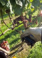 Školení – Práce ve vinici