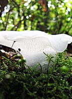 Přírodovědná vycházka „Za houbami a mechy do Branišovského lesa“