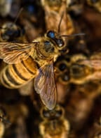 Vánoční medování