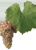 PIWI odrůdy v šumivých a perlivých vínech