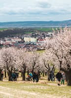 Slavnosti mandloní a vína