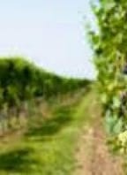 Pochod damborskými vinicemi