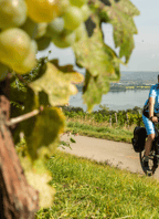 Krajem vína – Na kole a pěšky za vůní Pálavy