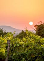 Vinobraní mezi řádky