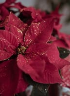 Adventní koncert ve Vranově nad Dyjí