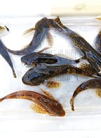 Vycházka za budějovickou historií a rybami podél Mlýnské stoky