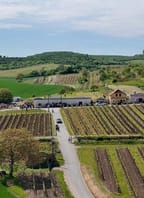 Léto otevřených sklepů