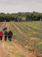 Putování boršickými vinohrady