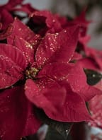 Adventní koncert ve Vranově nad Dyjí