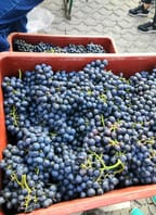 Vinobraní na Fuzgruntech