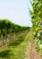 Pochod damborskými vinicemi