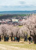 Slavnosti mandloní a vína