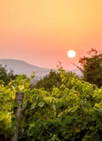 Vinobraní mezi řádky