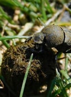 Zelené úterky „Hovniválové v ohrožení“