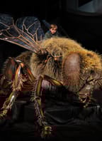 MEGABROUCI – Fascinující svět hmyzu