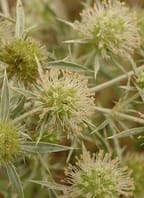 Po stopách stepního běžce