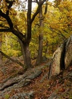 Jaké budou naše lesy?