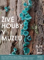 Živé houby v muzeu