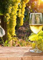 Ochutnávka mladých vín