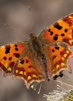 Krása motýlích křídel