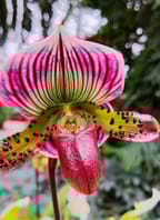 Orchideje, masožravé rostliny, bromélie a tilandsie