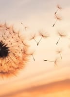 PUSTIT A ODPUSTIT I speciální lekce kraniosakrální jógy