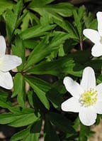 Přírodovědná vycházka „Za plži a rostlinami na Hlubokou“