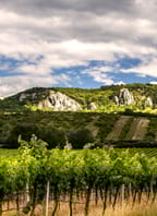 Výstava vín v Perné