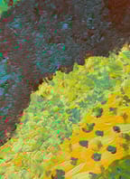 Kiko’s Bop Jam #3 // Ponava