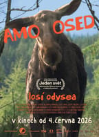 FILMOVÝ KLUB – AMOOSED: Losí odysea