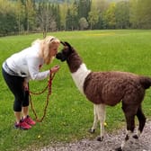 Lamatreking: Procházka s lamou Krkonoše - 3
