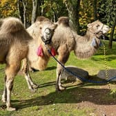 Cameltreking: Procházka s velbloudem - 3