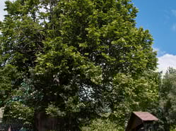 Husova lípa v Chlístově