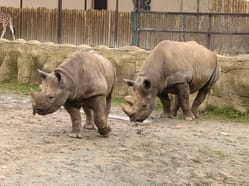 Nosorožci dvourozí v ZOO ve Dvoře Králově nad Labem