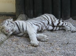 Bílý tygr v ZOO Liberec