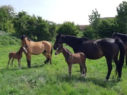 Farma Čeřeniště - zažijte celý den na farmě