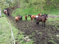 Farma Čeřeniště - zažijte celý den na farmě