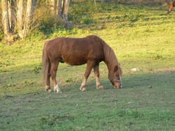 Farma Čeřeniště - zažijte celý den na farmě