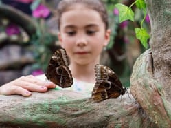 Papilonia motýlí dům Lipno - Objevte krásu motýlů