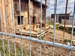 ZOO Tábor