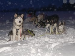 Husky na závodě