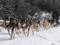 Husky spřežení