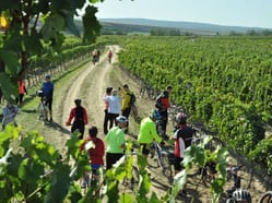 Tour de burčák po vinařských stezkách Znojemska