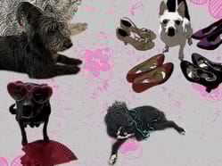 FLUFFY PAWS SHOW