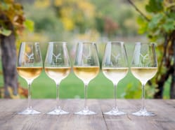 Sobotní degustace ve Vinařství Fučík