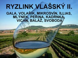 Degustace Ryzlinku vlašského II.